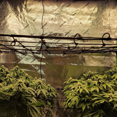 Stardust 1 growlog photo: 9cups ph water
Leaves look little less downward but healthy