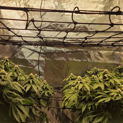 Stardust 1 growlog photo: Getting  tall