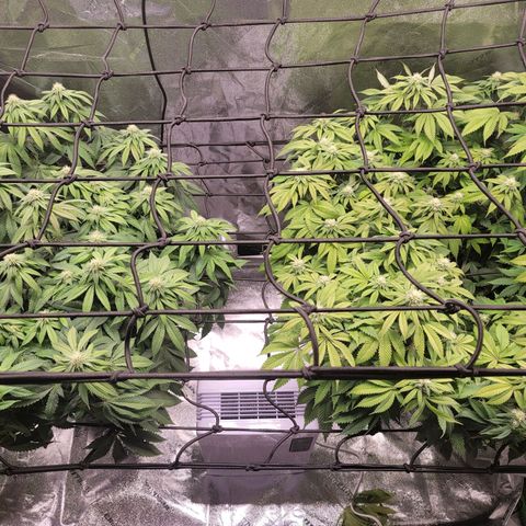 Stardust 1 growlog photo: 4 cups nutrients 
Plant #3 leaves are lighter in color