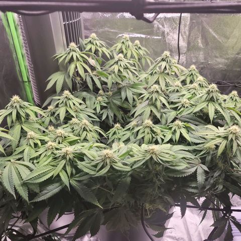 Stardust 1 growlog timeline photo
