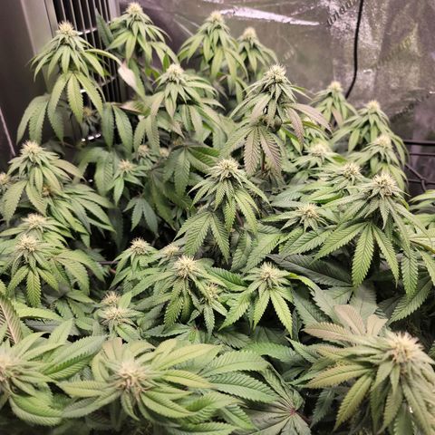 Stardust 1 growlog photo: 4 cups nutrients 