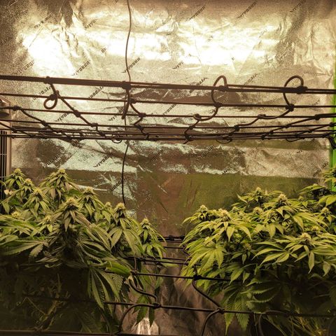 Stardust 1 growlog photo: Started week 5 nutrients recipe 
6 cups