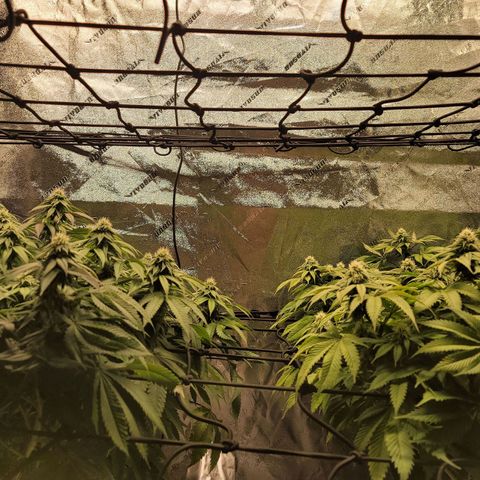 Stardust 1 growlog photo: 2 day week 5 nutrients  formula 