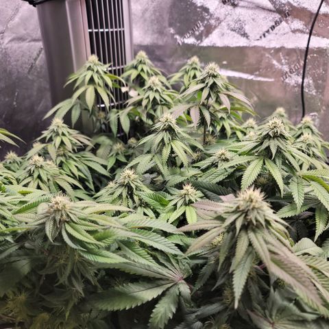 Stardust 1 growlog timeline photo