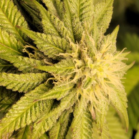 Stardust 1 growlog timeline photo