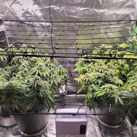 Stardust 1 growlog photo: 9 cups