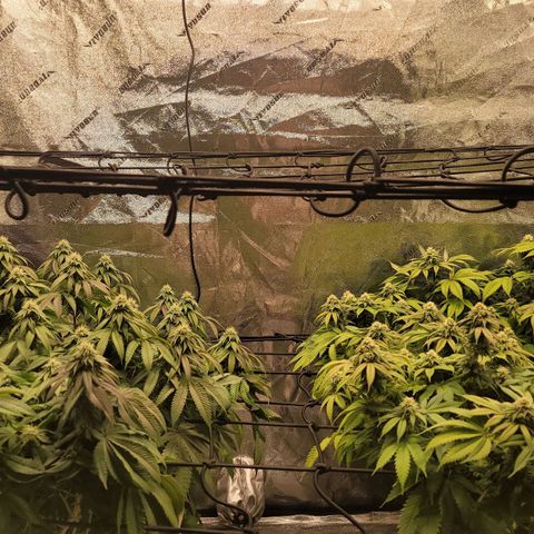 Stardust 1 growlog photo: 10 cups ph 6.4 water