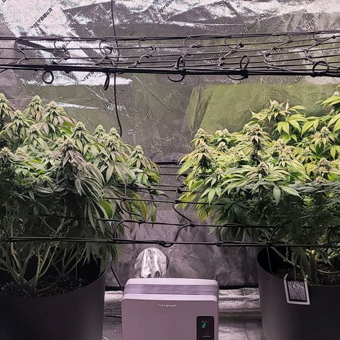 Stardust 1 growlog timeline photo