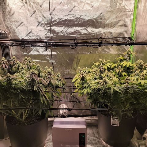 Stardust 1 growlog photo: 6 cups / 6.0 ph water