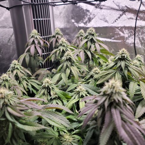 Stardust 1 growlog timeline photo