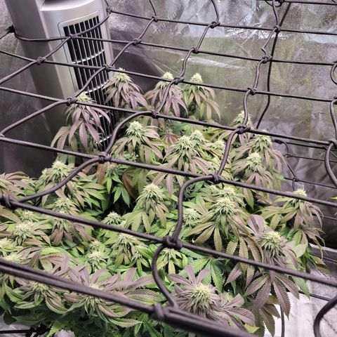 Stardust 1 growlog photo: 10 cups 6.0 ph water