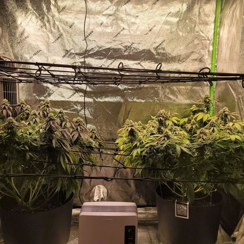 Stardust 1 growlog timeline photo