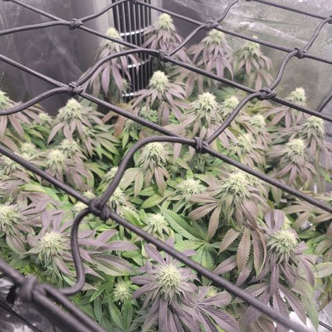 Stardust 1 growlog timeline photo