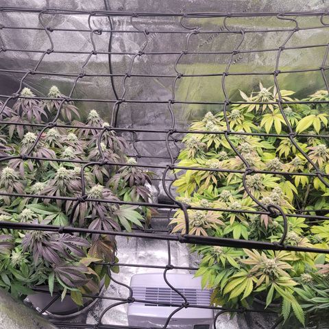 Stardust 1 growlog photo: 8 cups ph 6.0 waters 
Always  add water, with not watering  1 day they looked like death. So happy to see them happy again.