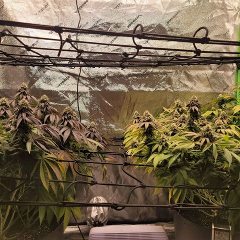 Stardust 1 growlog photo: 14 cups ph water
To much over flowing , had some clean up 🤫