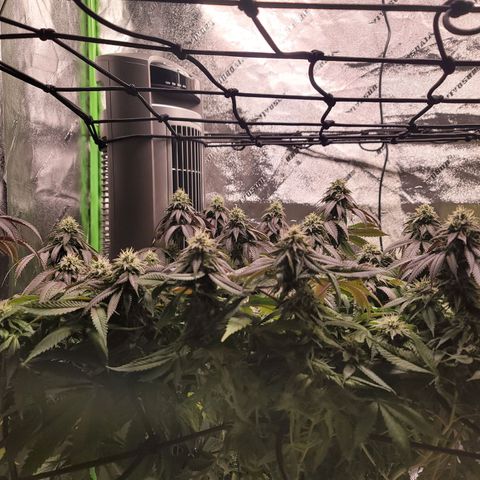 Stardust 1 growlog timeline photo