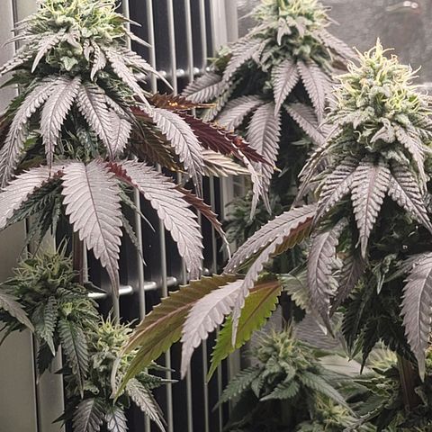 Stardust 1 growlog timeline photo