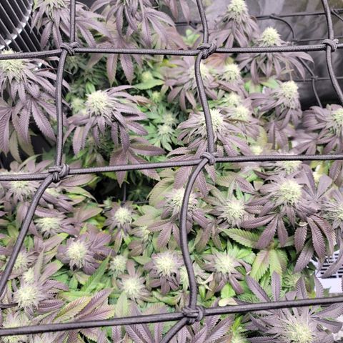 Stardust 1 growlog timeline photo