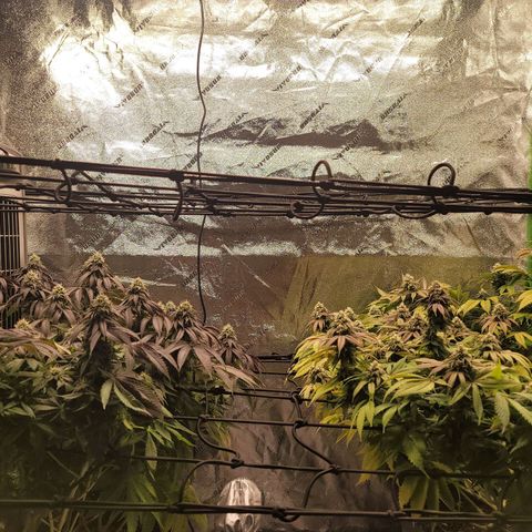 Stardust 1 growlog photo: Ph 6.0 water 10 cups 