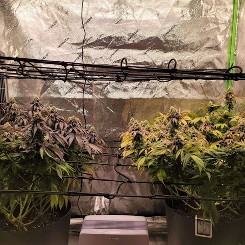 Stardust 1 growlog photo: 10 cups nutrients 