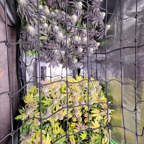 Stardust 1 growlog timeline photo