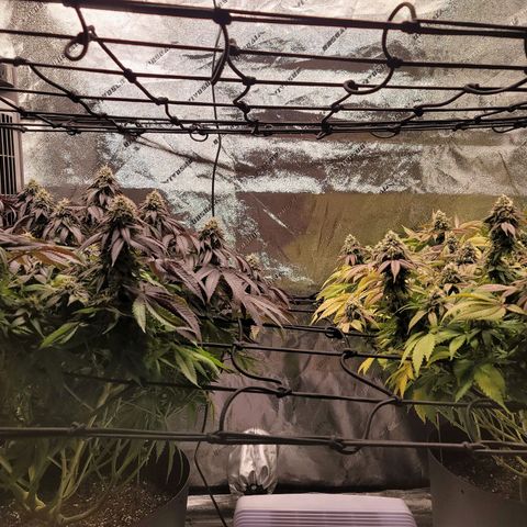 Stardust 1 growlog photo: 8 cups nutrients 
Daylight  savings  new timer setting worked 👍