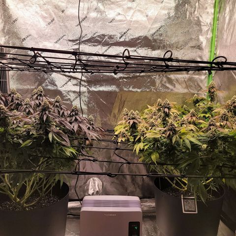 Stardust 1 growlog photo: 10 cups each separate  formula of  nutrients 