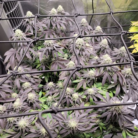 Stardust 1 growlog timeline photo