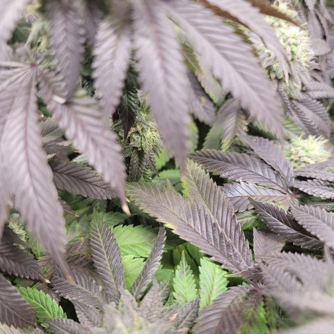 Stardust 1 growlog timeline photo
