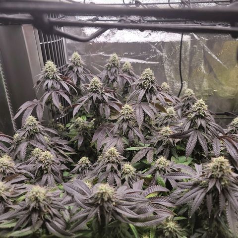 Stardust 1 growlog timeline photo