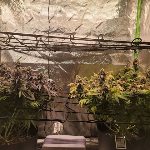 Stardust 1 growlog photo: Added 2 cups more ph water to yesterday's  solution 