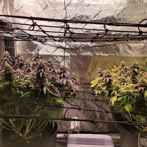 Stardust 1 growlog timeline photo
