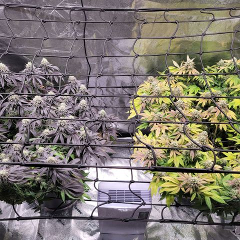 Stardust 1 growlog photo: 10 cups nutrients  each 