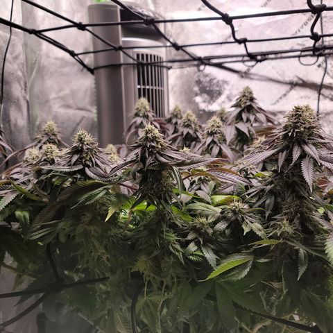 Stardust 1 growlog timeline photo