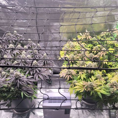 Stardust 1 growlog photo: 4 cups remaining  ph water & 6 cups nutrients 