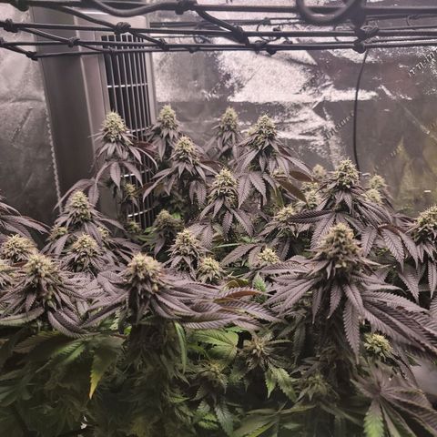 Stardust 1 growlog timeline photo