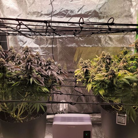 Stardust 1 growlog photo: 10 cups ph water
Humanity  alarm going off, flashing 37.3