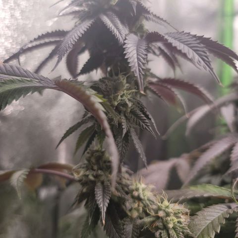 Stardust 1 growlog timeline photo