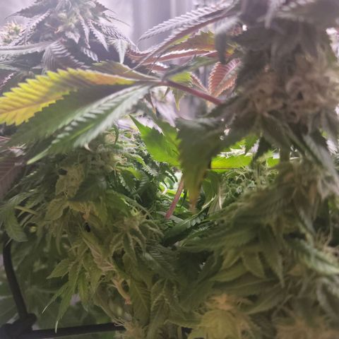 Stardust 1 growlog timeline photo