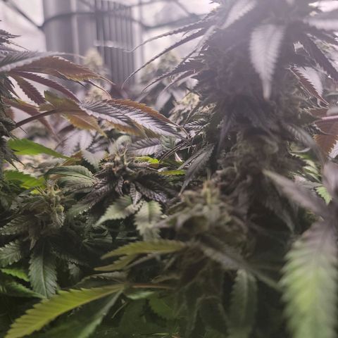 Stardust 1 growlog timeline photo