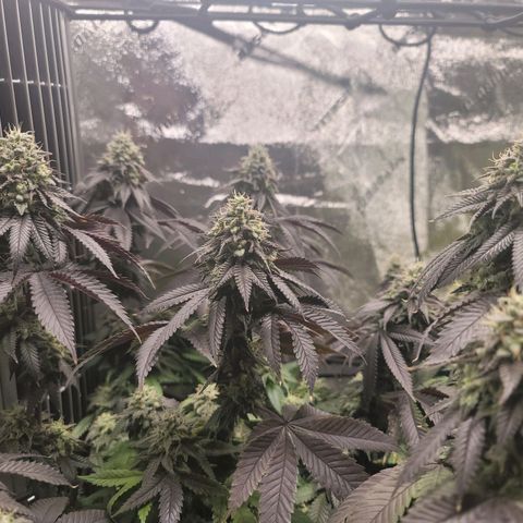 Stardust 1 growlog timeline photo