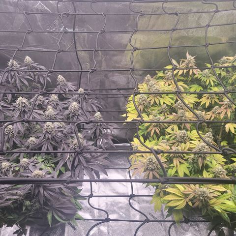 Stardust 1 growlog photo: 7th week new formula  on nutrition 