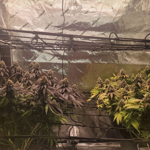 Stardust 1 growlog photo: 10 cups nutrients 
