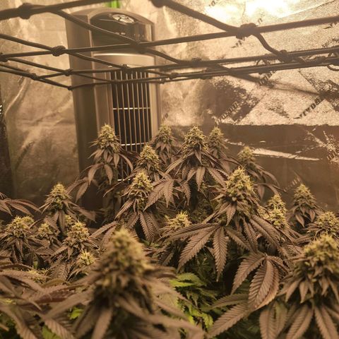 Stardust 1 growlog timeline photo