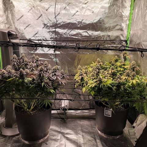 Stardust 1 growlog timeline photo