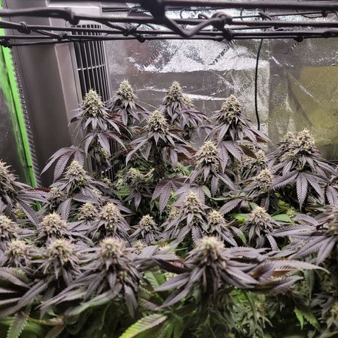 Stardust 1 growlog timeline photo