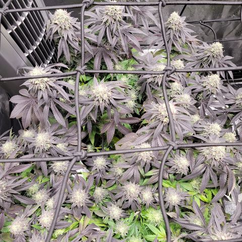 Stardust 1 growlog photo: 4 cups nutrients 
6 cups  ph water 