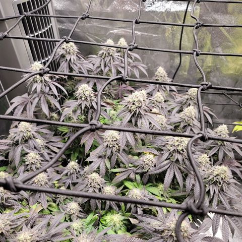 Stardust 1 growlog timeline photo