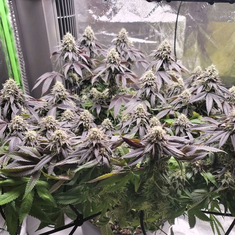 Stardust 1 growlog timeline photo