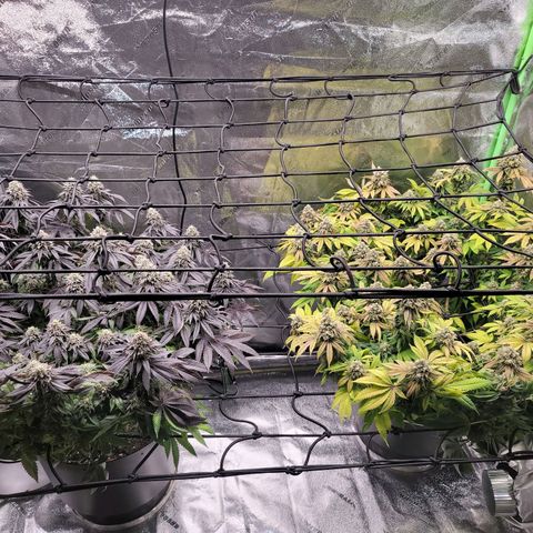 Stardust 1 growlog photo: Ph water today
